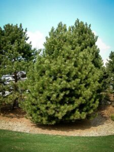 Сосна Чёрная (Pinus Nigra) купить по цене от 270.00р. в интернет-магазине «Посадика» с доставкой почтой в в Первоуральске и по всей России – [изображение №1].