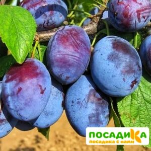 Слива Чачакская ранняя купить по цене от 229.00р. в интернет-магазине «Посадика» с доставкой почтой в в Первоуральске и по всей России – [изображение №1].