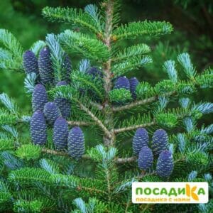 Пихта корейская (Abies koreana) купить по цене от 450.00р. в интернет-магазине «Посадика» с доставкой почтой в в Первоуральске и по всей России – [изображение №1].