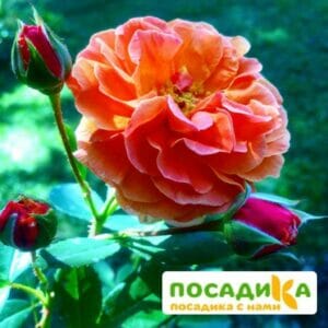 Роза Арабия купить по цене от 350.00р. в интернет-магазине «Посадика» с доставкой почтой в в Первоуральске и по всей России – [изображение №1].