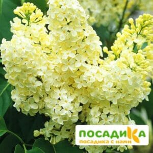 Сирень Примроуз (Primrose) купить по цене от 529.00р. в интернет-магазине «Посадика» с доставкой почтой в в Первоуральске и по всей России – [изображение №1].