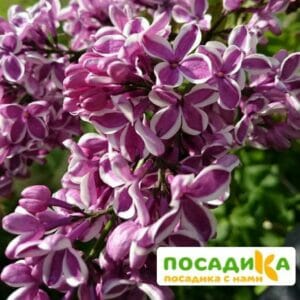 Сирень Сенсация купить по цене от 529.00р. в интернет-магазине «Посадика» с доставкой почтой в в Первоуральске и по всей России – [изображение №1].