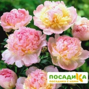 Пион Распберри Сандей (Paeonia Raspberry Sundae) купить по цене от 959р. в интернет-магазине «Посадика» с доставкой почтой в в Первоуральске и по всей России – [изображение №1].