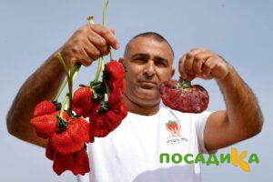 Клубника Гигант Джорнея купить по цене от 266р. в интернет-магазине «Посадика» с доставкой почтой в в Первоуральске и по всей России – [изображение №1].