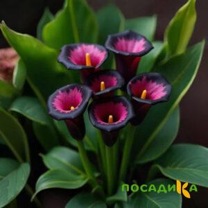 Калла Аура Лейс купить по цене от 400р. в интернет-магазине «Посадика» с доставкой почтой в в Первоуральске и по всей России – [изображение №1].