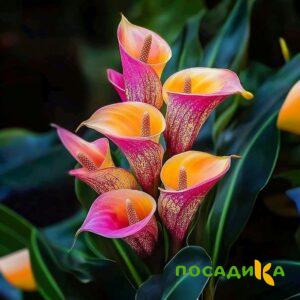 Калла Оникс купить по цене от 450р. в интернет-магазине «Посадика» с доставкой почтой в в Первоуральске и по всей России – [изображение №1].