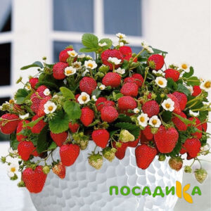 Клубника Рубиновый Шепот (горшечная) купить по цене от 240р. в интернет-магазине «Посадика» с доставкой почтой в в Первоуральске и по всей России – [изображение №1].