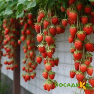 Клубника вьющаяся Комплимент купить по цене от 470р. в интернет-магазине «Посадика» с доставкой почтой в в Первоуральске и по всей России – [изображение №1].