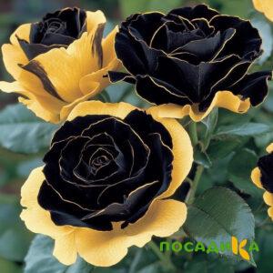 Роза Ханни Сикл купить по цене от 700р. в интернет-магазине «Посадика» с доставкой почтой в в Первоуральске и по всей России – [изображение №1].