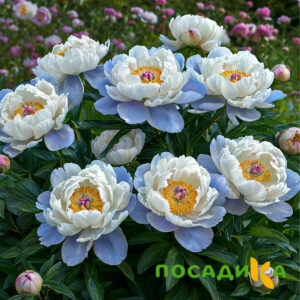Пион акварельный Этюд купить по цене от 806р. в интернет-магазине «Посадика» с доставкой почтой в в Первоуральске и по всей России – [изображение №1].