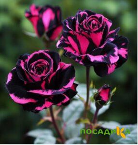 Роза Багровый Шепот купить по цене от 366р. в интернет-магазине «Посадика» с доставкой почтой в в Первоуральске и по всей России – [изображение №1].