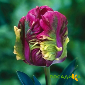 Тюльпан Экзотик Хэвен купить по цене от 186р. в интернет-магазине «Посадика» с доставкой почтой в в Первоуральске и по всей России – [изображение №1].